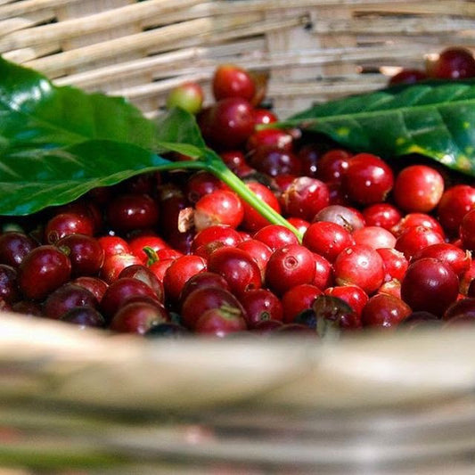 Collective Roaster's Choice