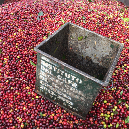 WS Decaf Cedefihuila